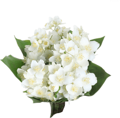 Jasmine Flower Png Transparent Free For - Jasmine Flower Bouquet