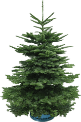 Real Christmas Tree - 45 Feet Boreal Conifer Png