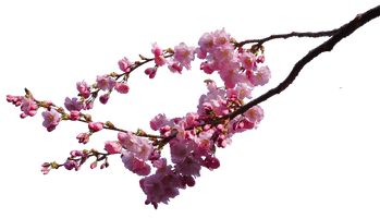 Cherry Blossom Image - Free PNG