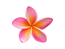 Pink Frangipani Download HD - Free PNG