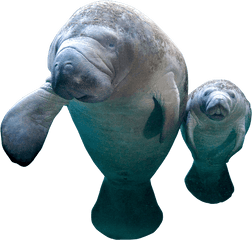 Download Hd Manatee Png - Manatee Png