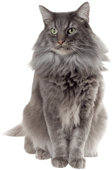 Norwegian Forest Cat Halloween Cards Sloppy Kiss - Gato Bebe Y Adulto Png