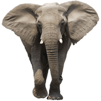 Elephant Free Download Png