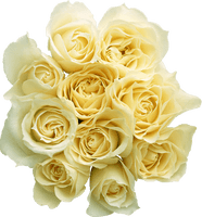 White Rose Png Image Flower White Rose Png Picture