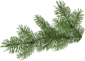 Download Pine Tree Branch - Portable Network Graphics Full Pine Tree Branch Png