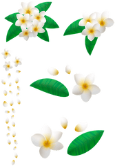 Flower Plumeria Floral Frame - Clip Art Png