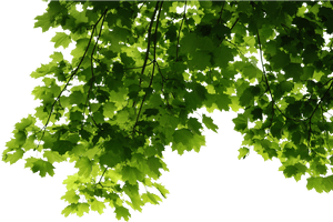 Fresh Green Leafs Free Transparent Image HD - Free PNG