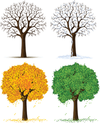 Four Seasons Tree Clipart - Tree Changes During Seasons Png