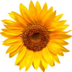 Cold Pressed Sunflower And Canola - Girasol Png