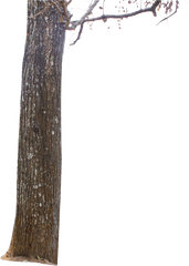 Tree Bark Png Picture - Tree Png For Picsart