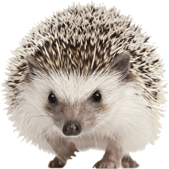 Hedgehog Png Transparent Image Background