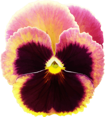 Plantflowerseed Plant Png Clipart - Royalty Free Svg Png Drawing Of Pansy Flower