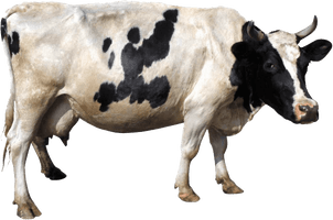 Cow Png Image