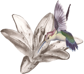 Hummingbird Tattoos Free Png Image All - Flower With Hummingbird Tattoo Design