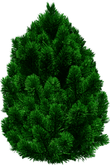 40 Tree Png Images Are Free To Download - Tree Image In Png