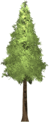 Redwood Tree Painted - Giant Sequoia Png