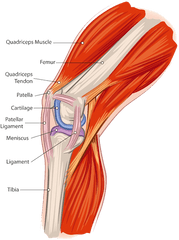 Muscle Tissue Png Transparent Tissuepng Images - Muscles On Your Knee