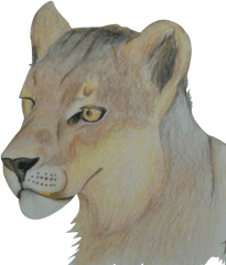 Download Lioness Png Image With No - Lion