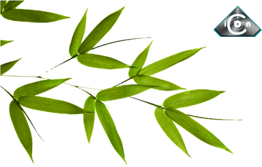 Bamboo Leaves Psd Official Psds - Bamboo Tree Leaf Png