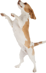 Dog - Dog Jumping With White Background Png