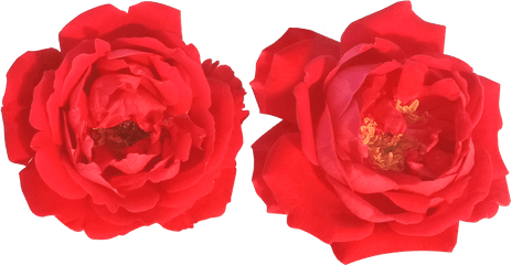 Free Download - Floribunda Png