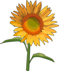 Download Hd Girasol - Girasoles Png