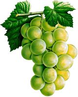 Vector Green Grapes HD Image Free - Free PNG