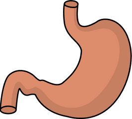 Hd Transparent Stomach - Stomach Clipart Png