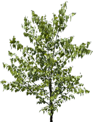 Transparent Tree Branch Texture - American Holly Png