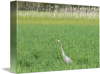 Blue Heron In The Tall Grass By - Grass Png