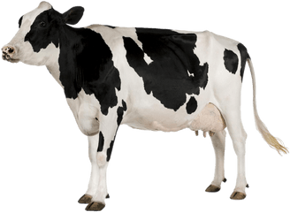 Cow Png Images And Clipart Free Download - Cow Png