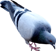 Pigeon Png Image