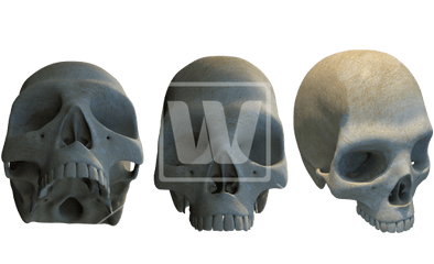 Three Different Skulls Png - Skull