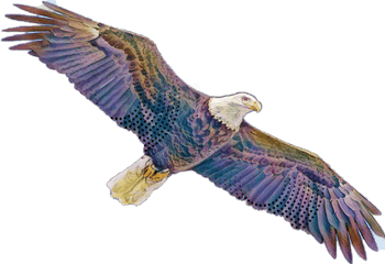 Aguila Sticker - Bald Eagle Png