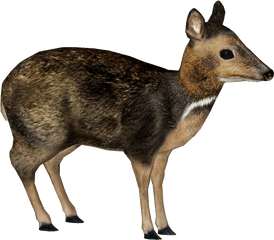 Download Philippine Mouse - Deer Philippine Mouse Deer Png Philippine Mouse Deer Png