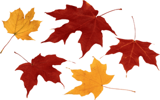 Autumn Leaves - Free PNG