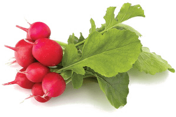 Radish Png Transparent - Bunched Red Radish