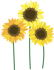 Sunflowers Png Free - Clipart Transparent Background Sunflower