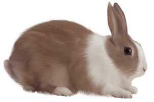 Rabbit Png Image