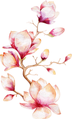 Magnolia Tree Watercolor Painting - Black And White Watercolor Flowers Png