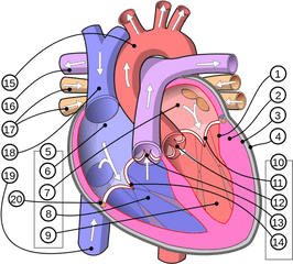 Diagram - Human Heart Diagram English Png