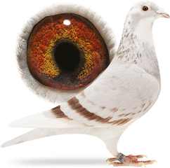 Be15 - 4264261 Gold Dust Sangers Pigeons Rock Dove Png