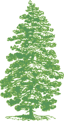 Green Pine Tree Clip Art - Vector Clip Art Brush Photoshop Pine Trees Png