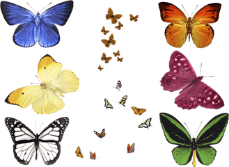 Free Photo Butterfly Overlays Realistic Natural Flying - Butterfly Overlays For Photoshop Png