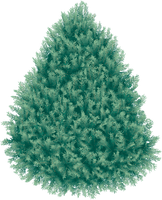 Fir-Tree Png Image