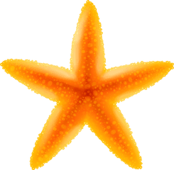 Clip Art Png Starfish Transparent