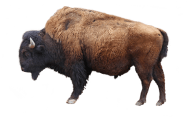 Ox Png Images - Bison Png