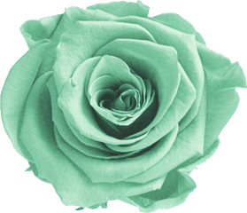 Download Mint Flower Png Picture - Aesthetic Green Flower Green Flower Png