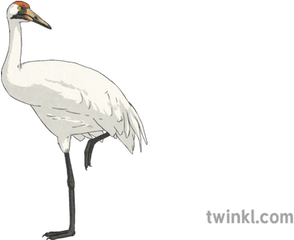 Whooping Crane Bird Science Ks2 - Sandhill Crane Png