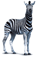 Zebra Png